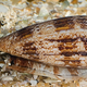 Illustration for article titled Australian researchers transform sea snail spit into pain-relieving pills